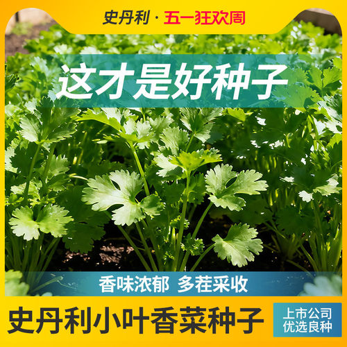精选当季新种|发芽率高