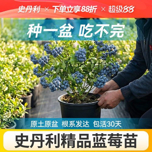 对版发货精品蓝莓盆栽