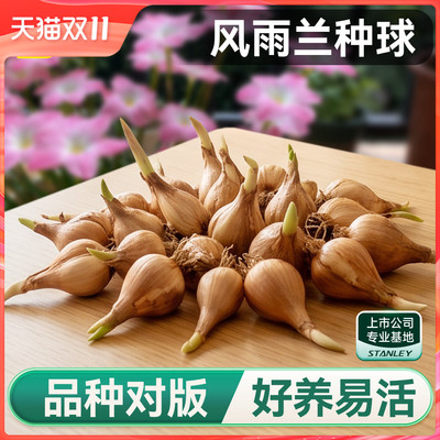 史丹利风雨兰种球胖丽丽盆栽粉色