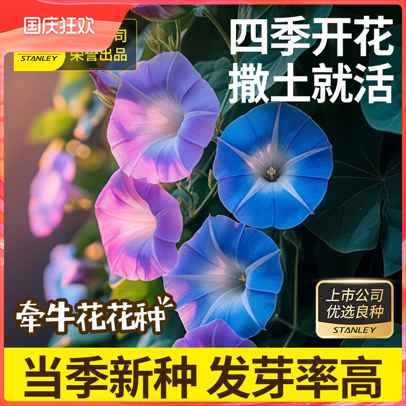 史丹利爬藤牵牛花种子四季赏花