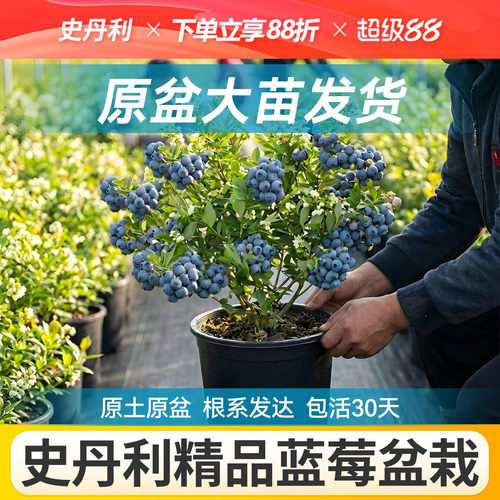 对版发货精品蓝莓盆栽