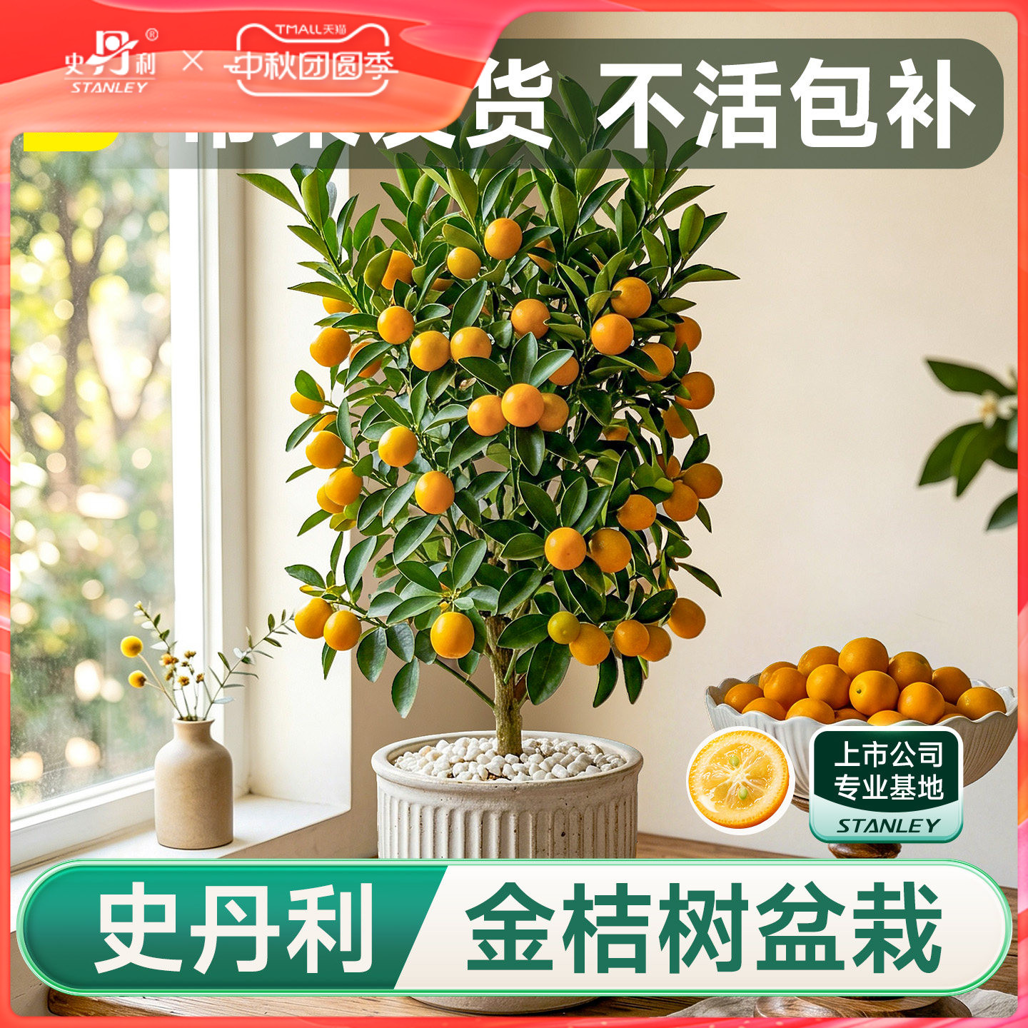 史丹利金桔树盆栽树苗可食用带果图片
