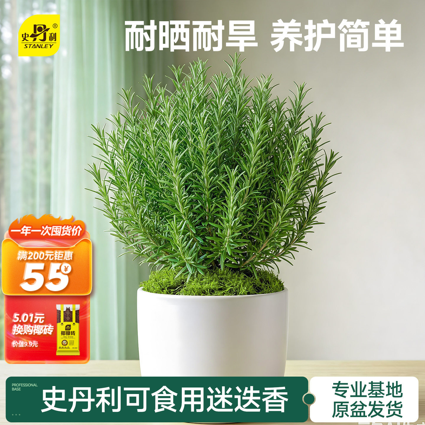 史丹利迷迭香盆栽可食用桌面绿植图片