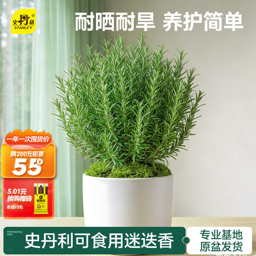 史丹利迷迭香盆栽可食用桌面绿植