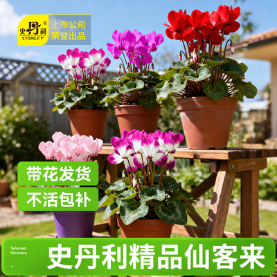 史丹利仙客来带花发货