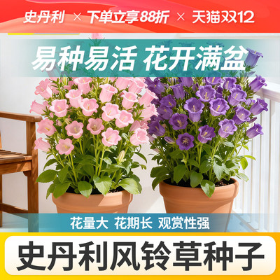 史丹利风铃草种子四季播种开花