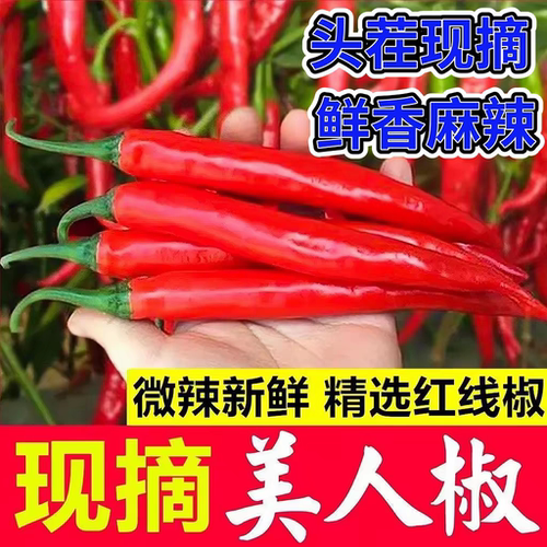 正宗农家红辣椒露天现摘美人椒新鲜辣椒青椒中辣爽口大红椒农家菜