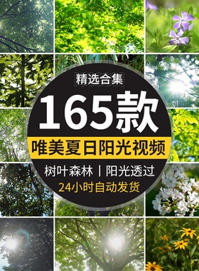 夏日阳光穿透过树叶青翠绿色森林空境头大自然树木树林短视频素材