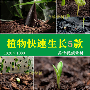 H实拍种子发芽延时摄影破土而出植物生长企业文化视频素材
