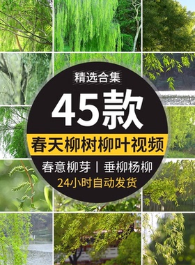 柳树柳芽春风春天春季初春春意垂柳清新绿色杨柳高清实拍视频素材