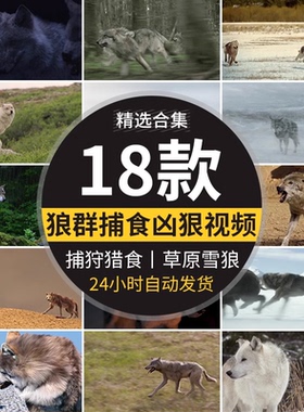 狼群捕猎捕食月色凶狠狼王狩猎呲牙雪地苍狼生态动物实拍视频素材