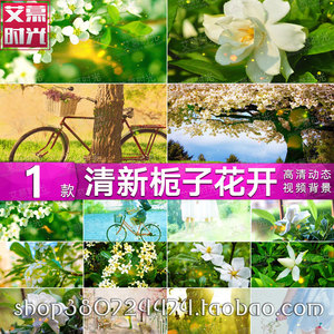 小清新栀子花开 青春校园歌曲晚会舞蹈舞台背景led大屏幕视频