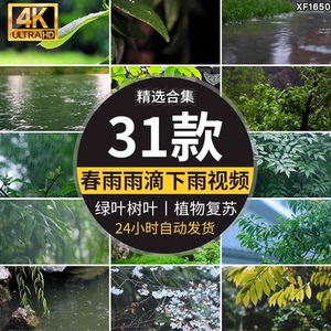 春雨雨滴下雨树叶绿叶清新绿色植物叶子雨水唯美意境春天视频素材