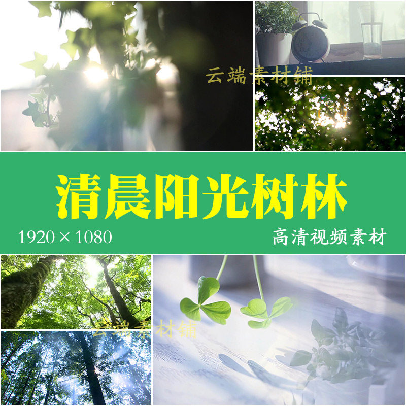 H清晨 阳光 树林 唯美小清新视频素材  阳光透过树叶子 水珠 盆栽