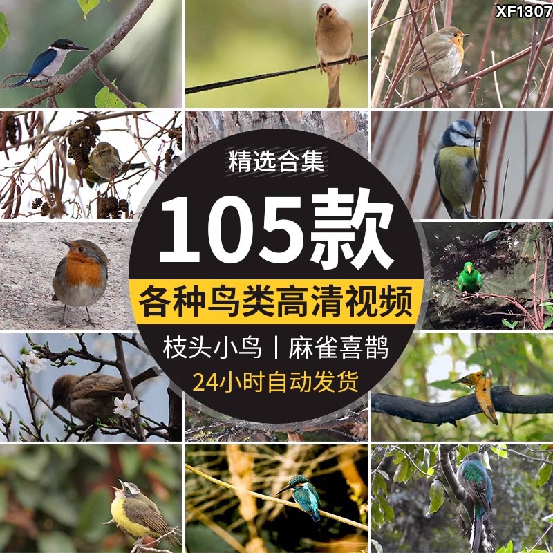 春天各种鸟类特写树枝头小鸟麻雀喜鹊杜鹃布谷鸟剪辑实拍视频素材