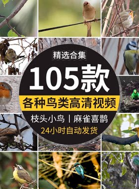 春天各种鸟类特写树枝头小鸟麻雀喜鹊杜鹃布谷鸟剪辑实拍视频素材
