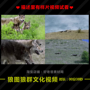 狼图腾狼文化战斗精神团队合作 企业狼性宣传片视频素材