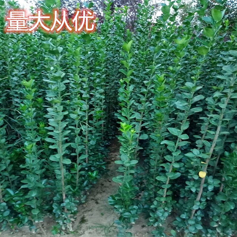 庭院冬青树苗冬青小苗北海道黄杨 四季常青耐寒篱笆围墙大叶黄杨