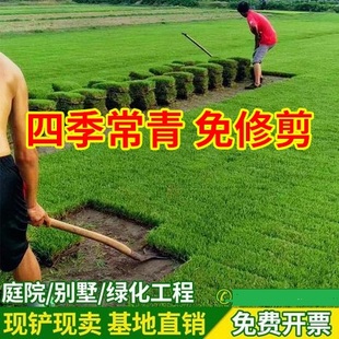 海南草坪草皮带土真草四季青台湾草免剪马尼拉别墅庭院大叶油工程