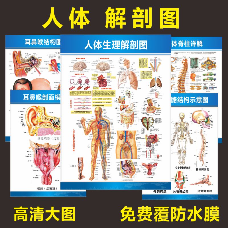 人体生理系统消化骨骼医院解剖图耳鼻喉骨骼内分泌结构墙贴海报