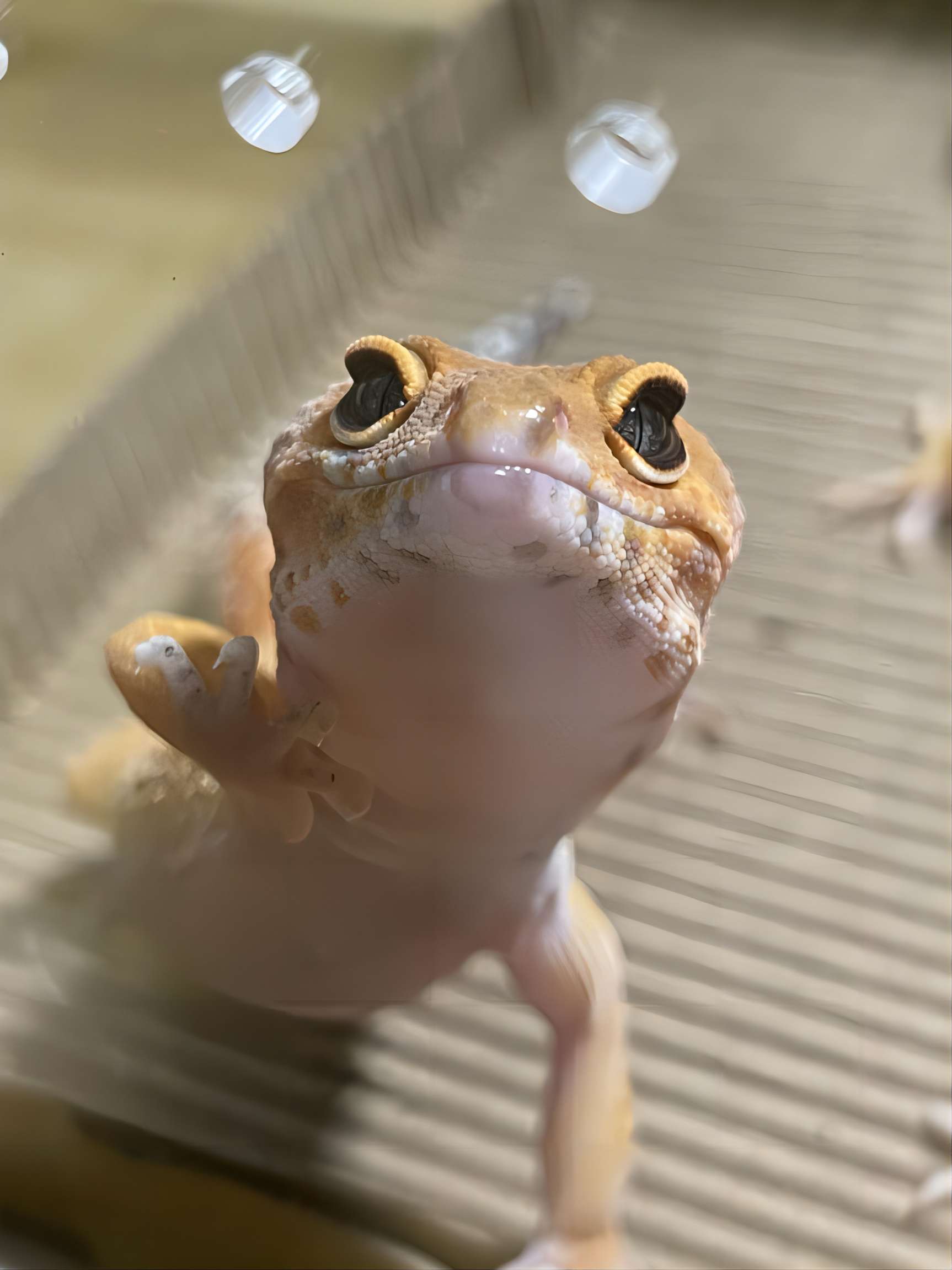 豹纹守宫幼成体柠檬霜肥尾爬虫新手入门级网红懒人可爱异宠物蜥蜴