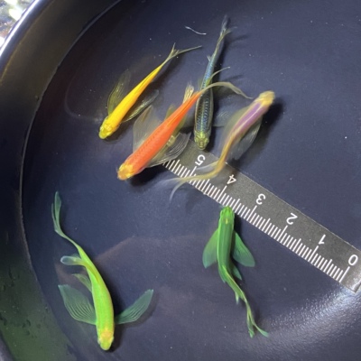 大尺寸成体蝶翼长尾长鳍斑马鱼小型热带观赏鱼绿翡翠淡水耐低温