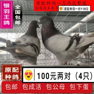 鸽子活一对白羽王银王原配种鸽肉鸽小鸽幼鸽青年鸽包下蛋包活 免邮
