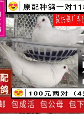 鸽子活一对银王鸽白羽青年王种鸽