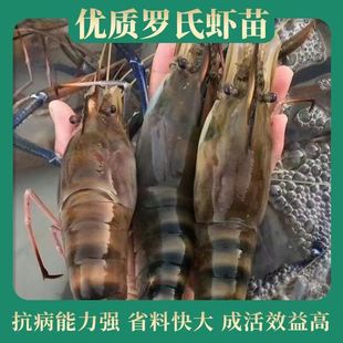 新一代罗氏沼虾苗 南美白虾 淡水养殖 鱼苗  食用虾 虾苗技术指导