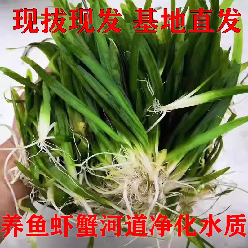水草植物苦草四季常青短叶鱼缸矮生耐寒耐高温养殖鱼虾蟹净化真草