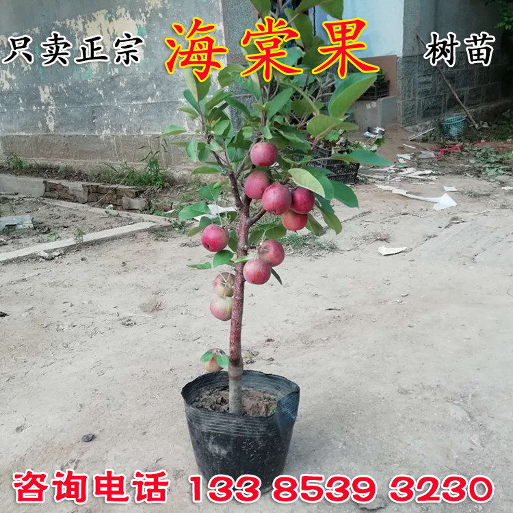 八棱海棠樹果樹苗芭蕾小蘋果苗盆栽盆景觀賞挂果海棠冬紅果長壽果在類目 鮮花速遞/花卉仿真/綠植園藝, 花園植物/行道樹/果樹, 果樹中 - 來自Buy2taobao.com提供專業的淘寶代購服務