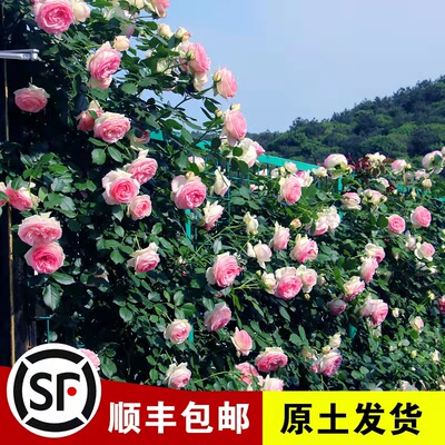 粉色龙沙宝石蔷薇花苗藤本月季庭院爬藤植物花卉盆栽玫瑰四季种植