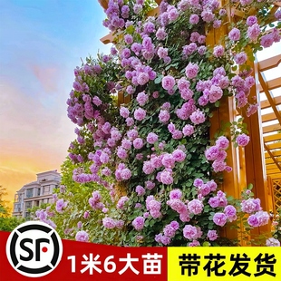 1米6大苗 蔷薇花苗藤本月季 特大花爬藤植物四季 开花卉盆栽玫瑰