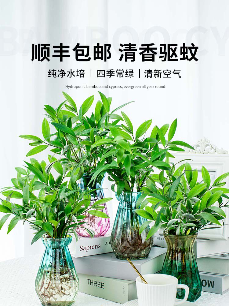 驱蚊植物竹柏富贵竹室内水养花卉桌面水培植物薄荷盆栽懒人绿植