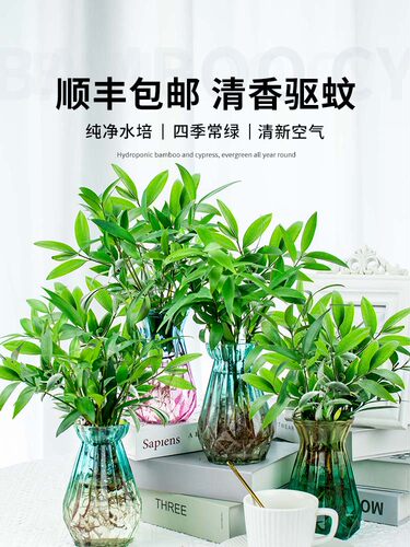 驱蚊植物竹柏富贵竹室内水养花卉桌面水培植物薄荷盆栽懒人绿植