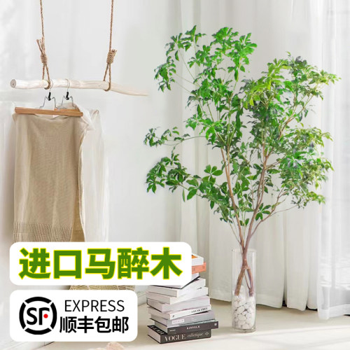 日本马醉木水培鲜切植物