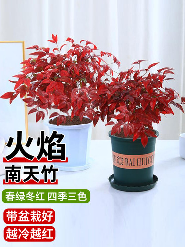 火焰南天竹盆栽红叶耐寒花卉老桩苗阳台四季常青室内彩叶耐热植物