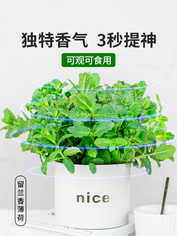 柠檬薄荷盆栽苗食用新鲜百里香猫薄荷叶水培绿植驱蚊花卉好养植物