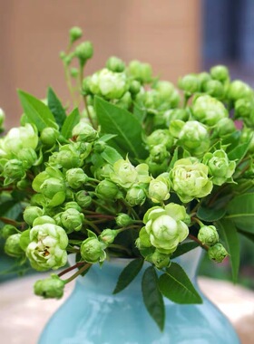 日本新品进口日月微型月季闪电艾克莱尔绿色月季花多头超丰花蔷薇