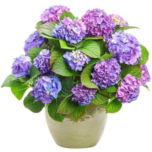 绣球花苗盆栽室内外阳台庭院植物四季开花无尽夏八仙带花耐阴花卉