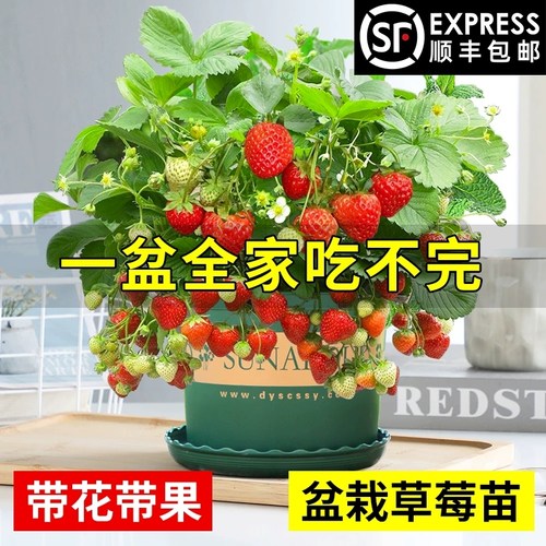 春曲花卉旗舰店草莓苗