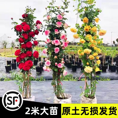 原土无损发货 成活率100%