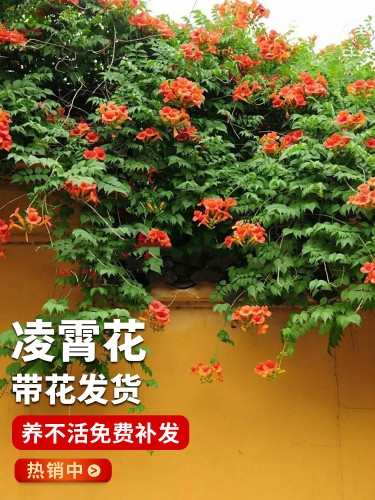 凌霄炮仗花爬藤植物庭院四季开花