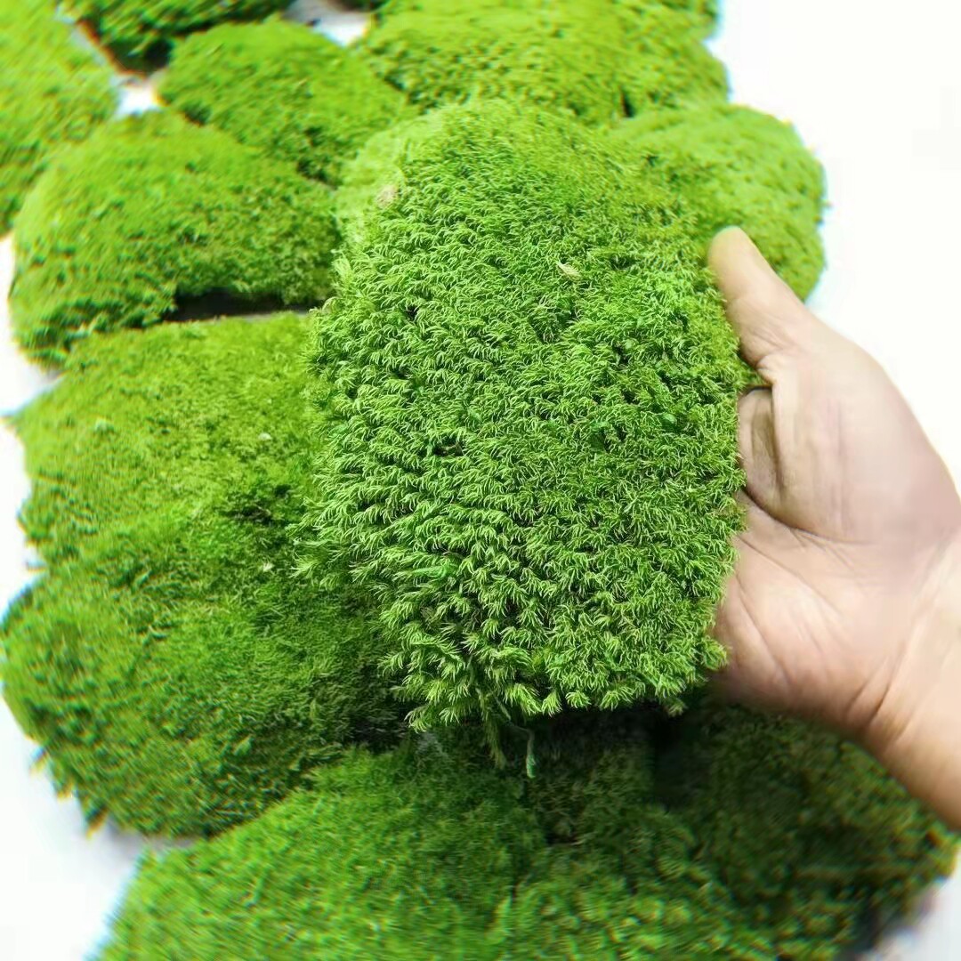 永生白发藓大灰藓植物墙苔藓背景墙装饰微景观软装设计块状不掉色
