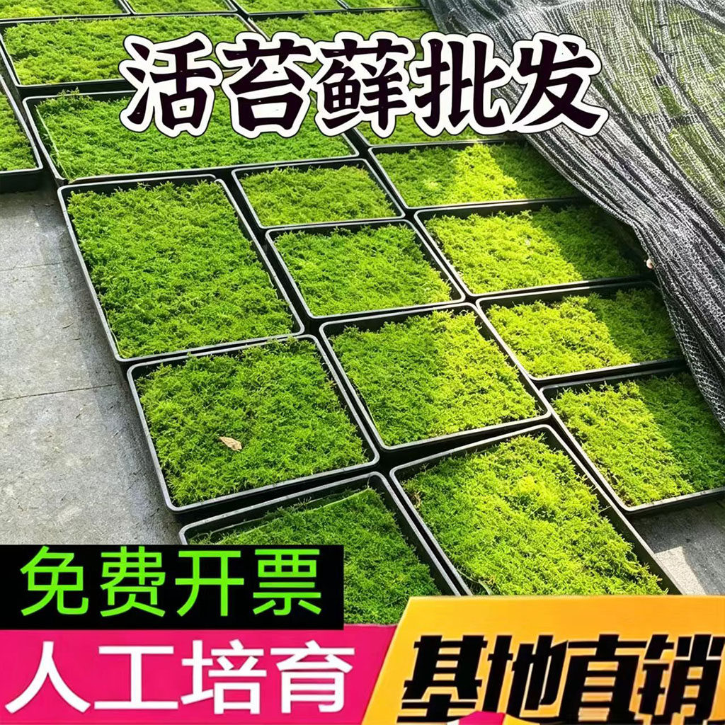苔藓 植物鲜活日式庭院 园林绿化微景观 大灰藓盆栽铺面假山绿化
