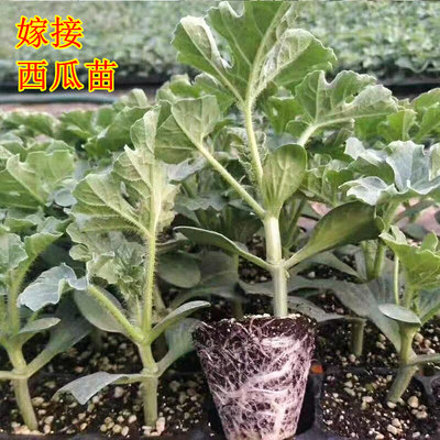 嫁接8424西瓜苗西瓜种苗大棚种植阳台盆栽西瓜秧苗蔬菜苗甜瓜果苗