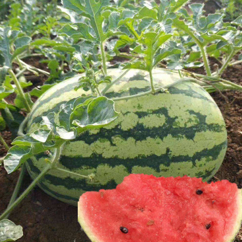 懒汉瓜王西瓜种子巨型特大麒麟甜王种孑无籽春季四季超甜水果种籽