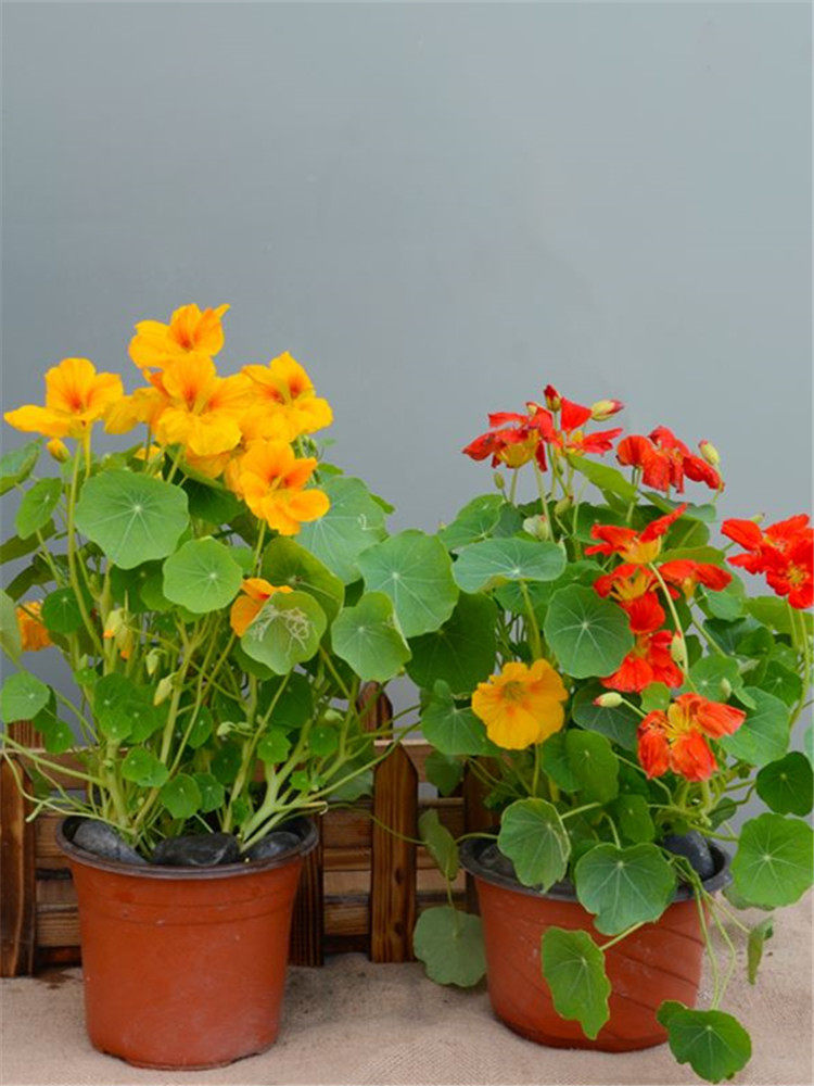 新采旱金莲种子金莲花庭院易种室内阳台爬藤花卉种子旱荷花花籽子