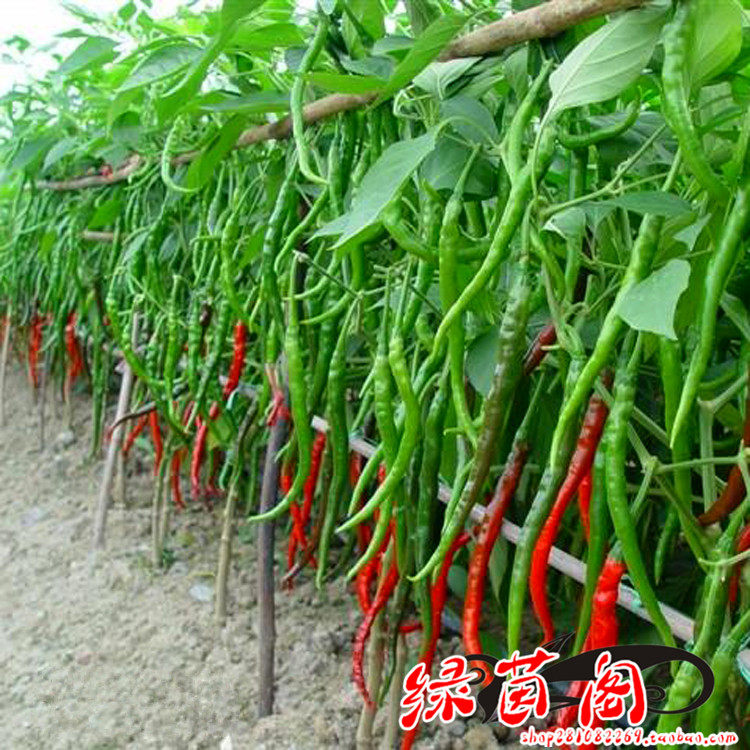 超辣椒8819红线椒种子超长辣椒香辣杭椒阳台盆栽庭院菜园蔬菜种籽