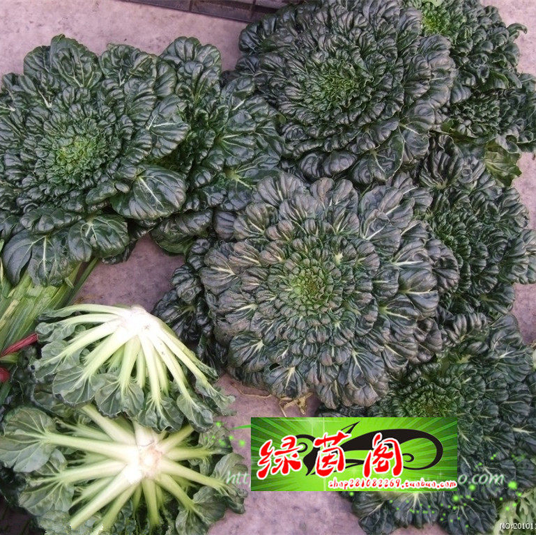 乌塌菜种籽黑油白菜黑心乌菊花菜阳台盆栽农家菜园耐寒蔬菜种子孑使用感如何?